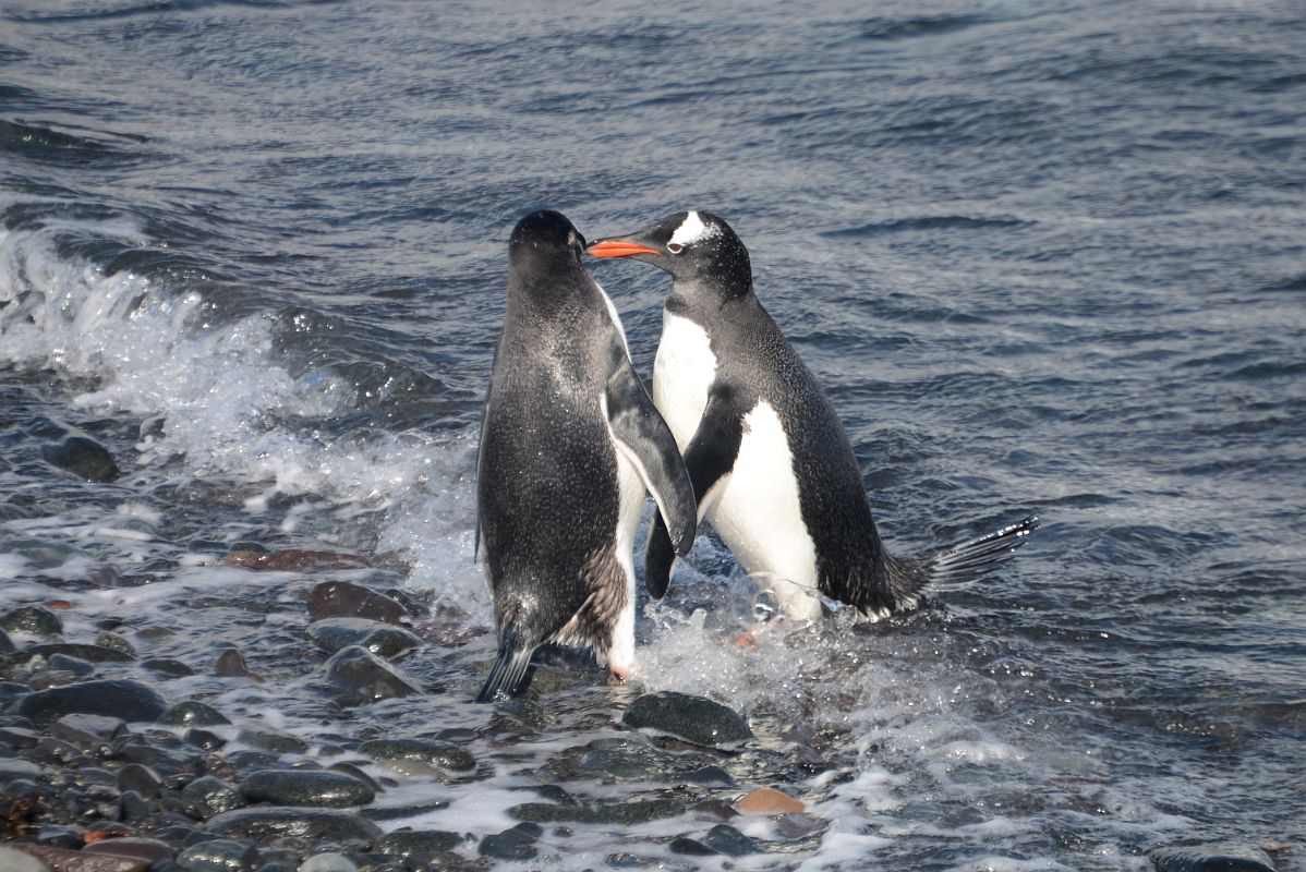 10A Two Gentoo Penguins Meet As They Leave The Ocean To Prepare To Mate On Aitcho Barrientos Island In South Shetland Islands On Quark Expeditions Antarctica Cruise